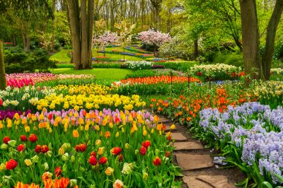Professionals Can Design, Plant, and Maintain Your Ideal Garden